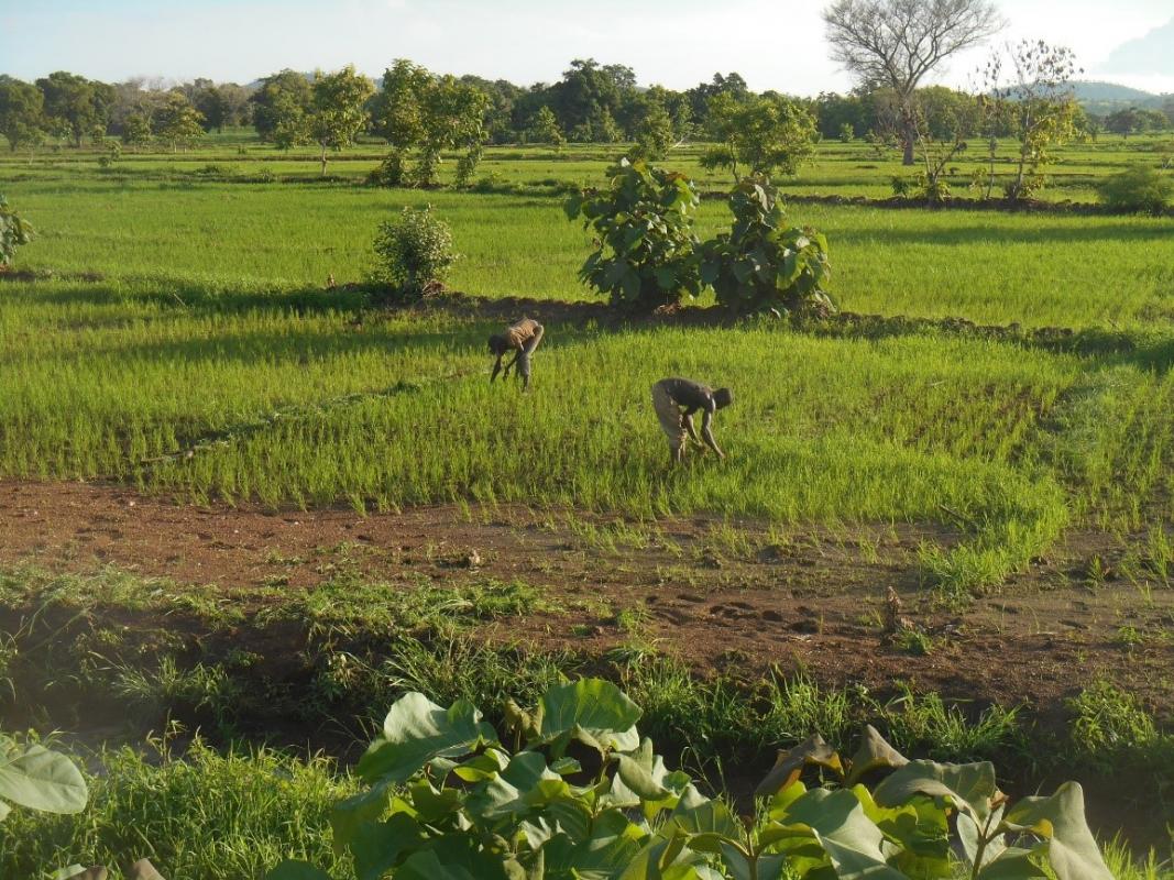Casiers rizicoles dans le bas-fond aménagé de Bankandi (Province du Ioba, Burkina Faso). © J.-L. Fusillier, Cirad